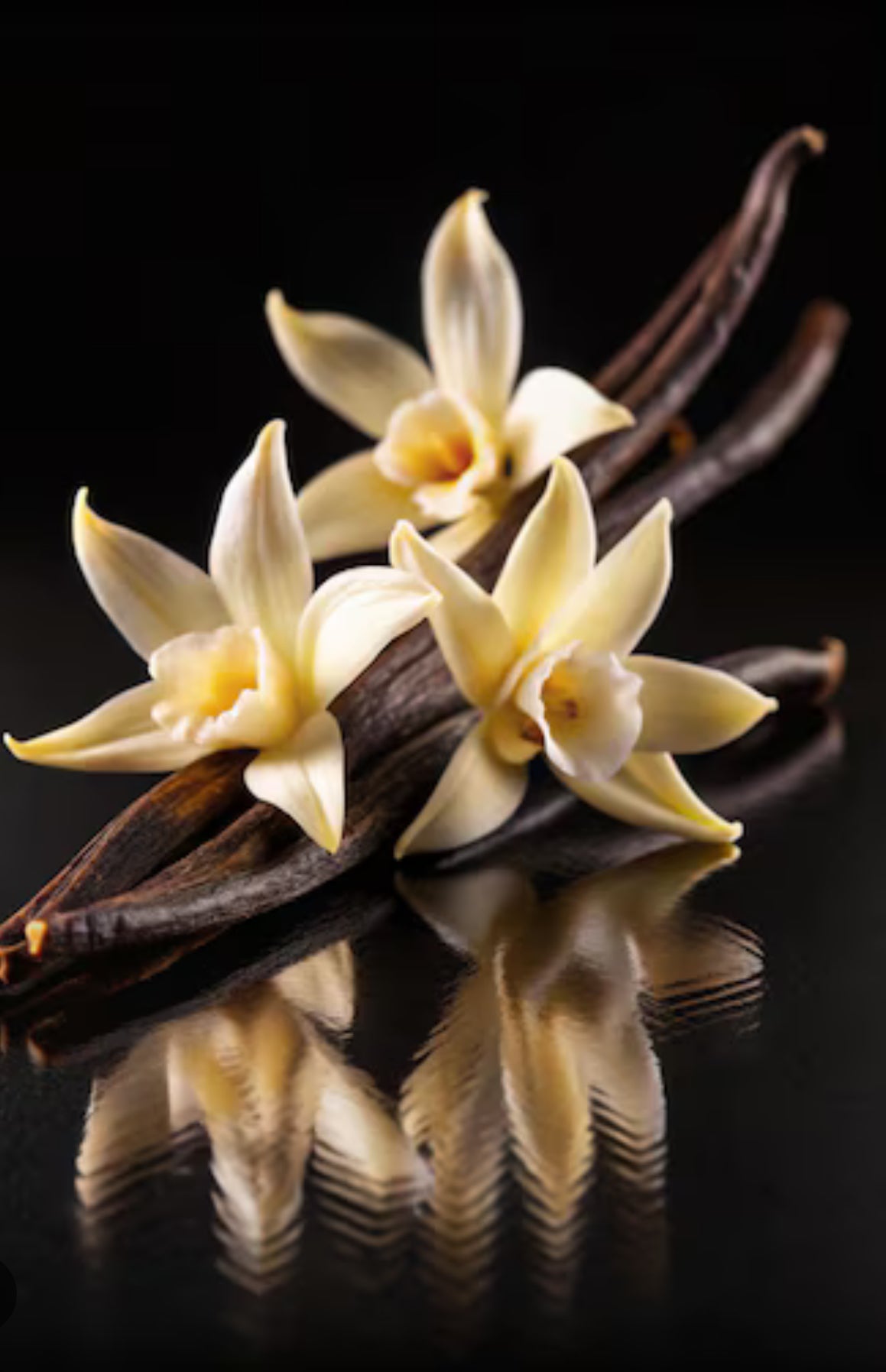 Vanilla Perfume Grade